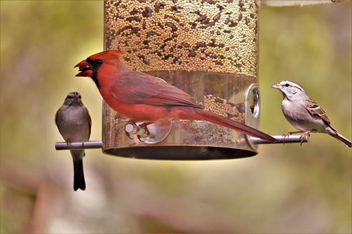 Bird Feeders That Don T Make A Mess