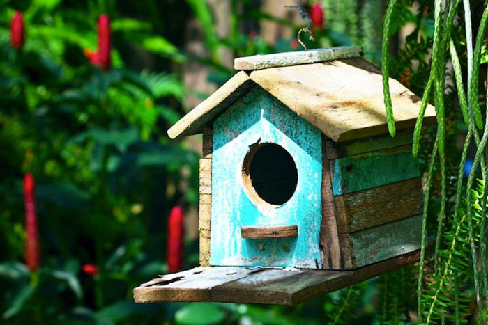 Bird House Placement-2