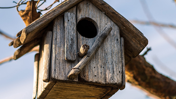 Bird House Placement-3