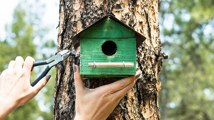 Bird House Placement