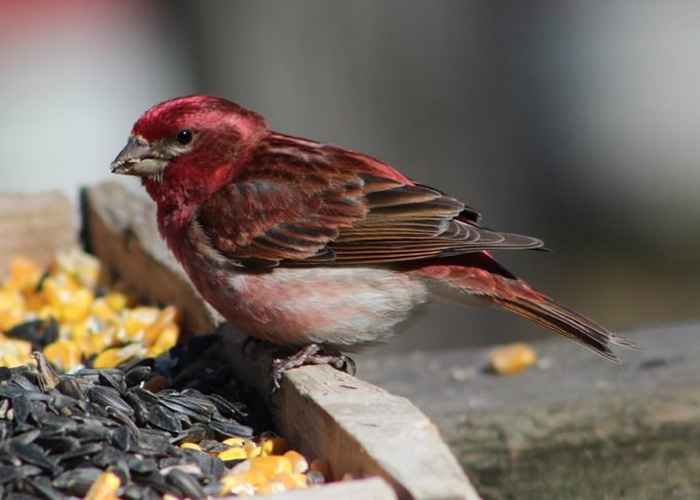 Bird Seed For House Finch-2