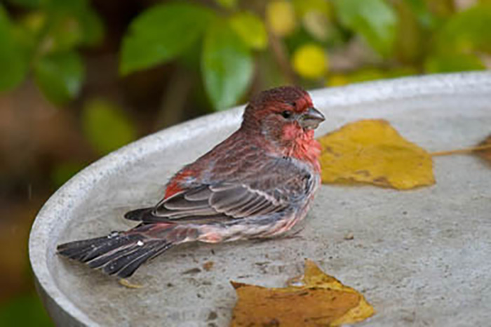 Bird Seed For House Finch-3