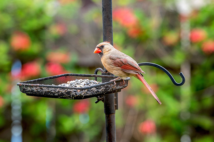 Bird Seed For House Finch