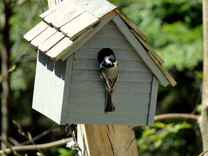 Birdhouse Perch Or No Perch-2