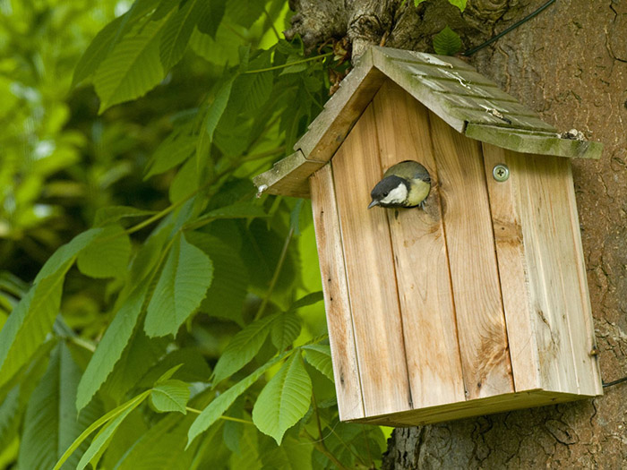 Birdhouse Perch Or No Perch-3