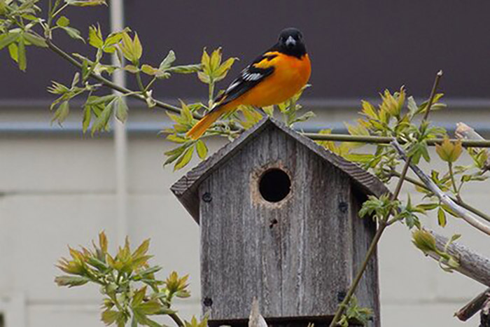 Birdhouse Perch Or No Perch