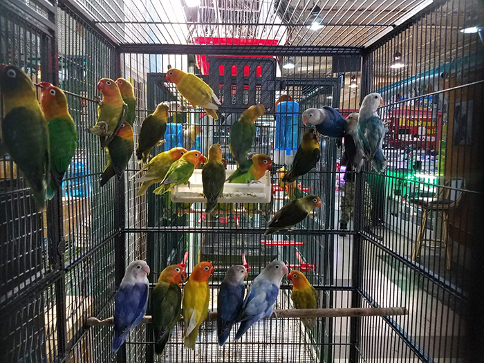 Birds For Sale In Tampa Florida