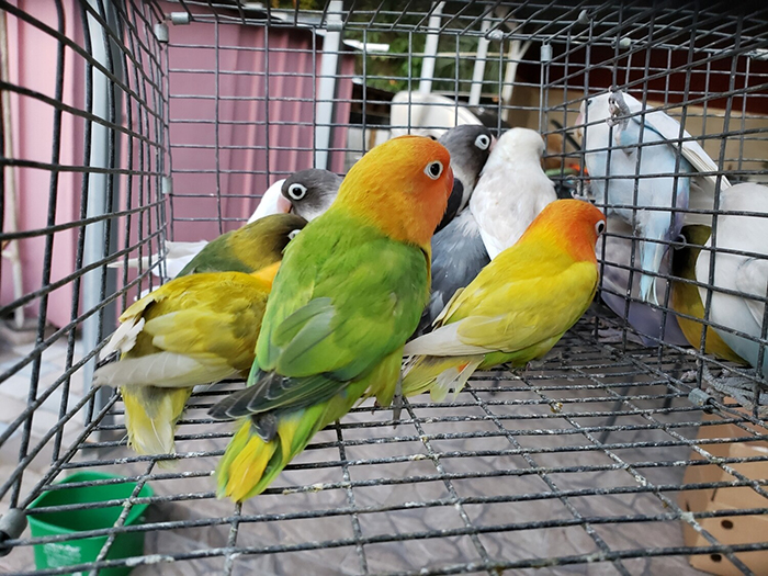 Birds For Sale In Tampa Florida