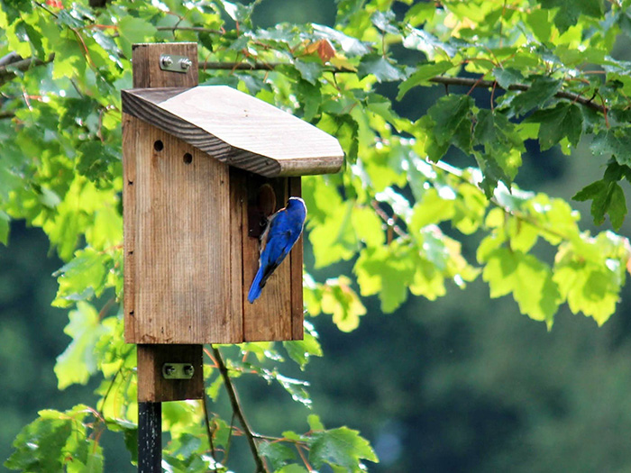 Bluebird Houses Dimensions 1 