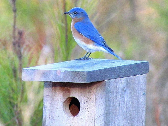 Bluebird Houses Dimensions