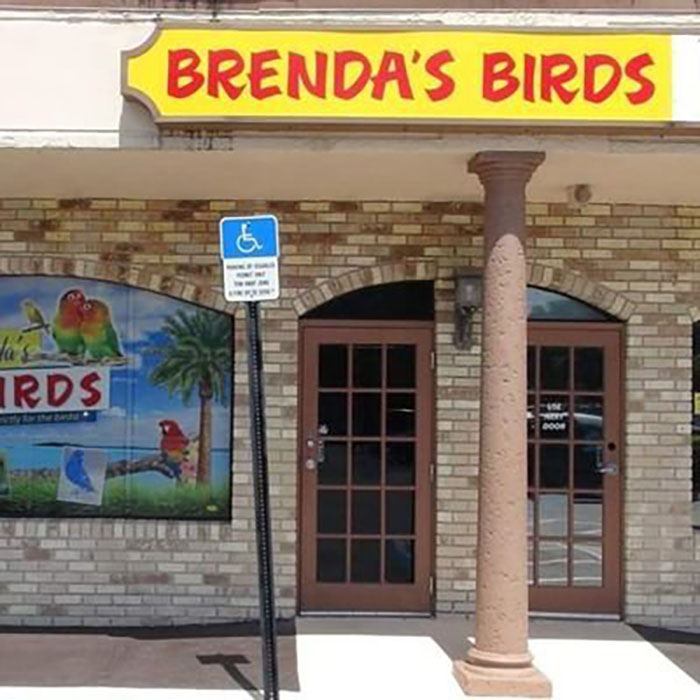 Brenda’s Birds