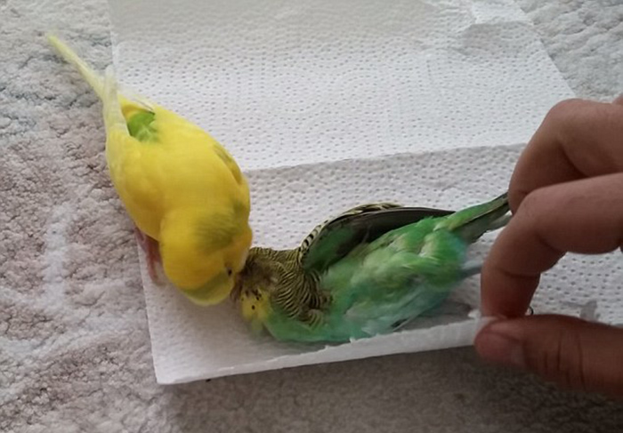 Budgie Died With Eyes Open-2