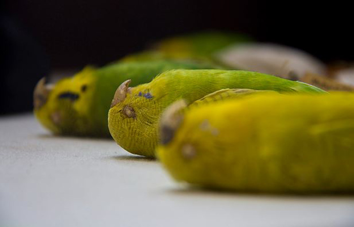 Budgie Died With Eyes Open-3