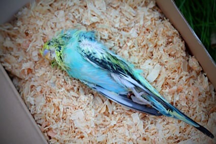 Budgie Died With Eyes Open