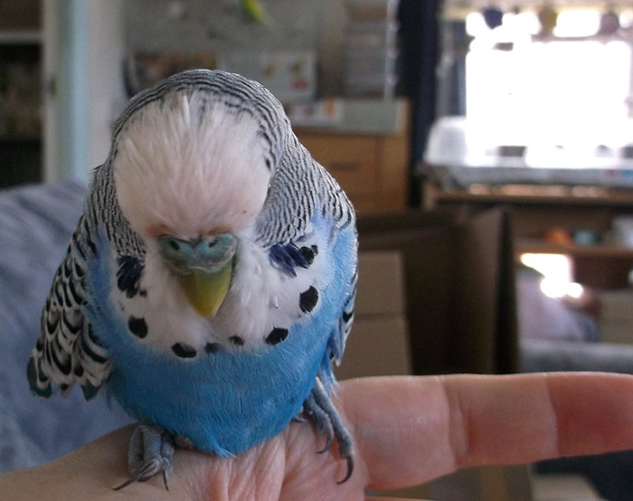 Budgie Foot Not Gripping-2