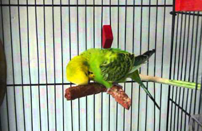 Budgie Rubbing Head On Perch-2