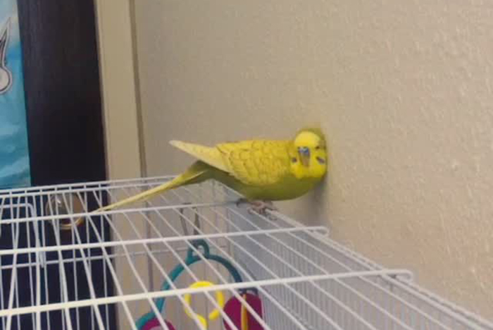 Budgie Rubbing Head On Perch