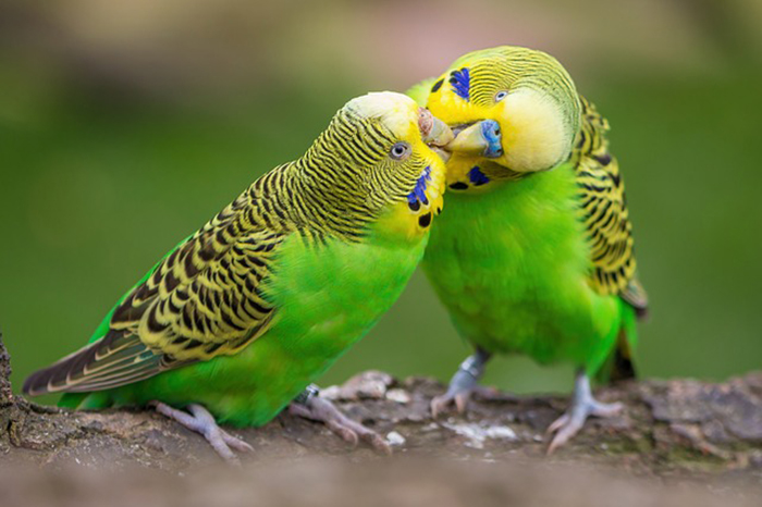 Budgie Standing On Other Budgie