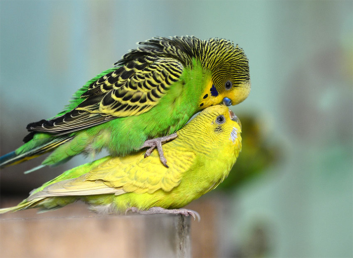 Budgie Standing On Other Budgie