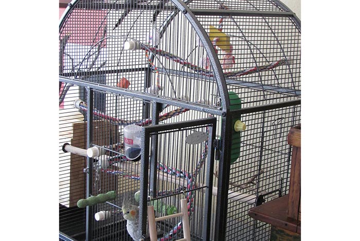 Cage Size For 2 Cockatiels-3