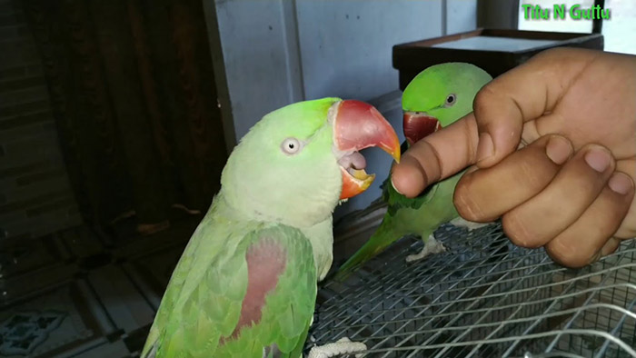 Can A Parrot Bite Your Finger Off-2