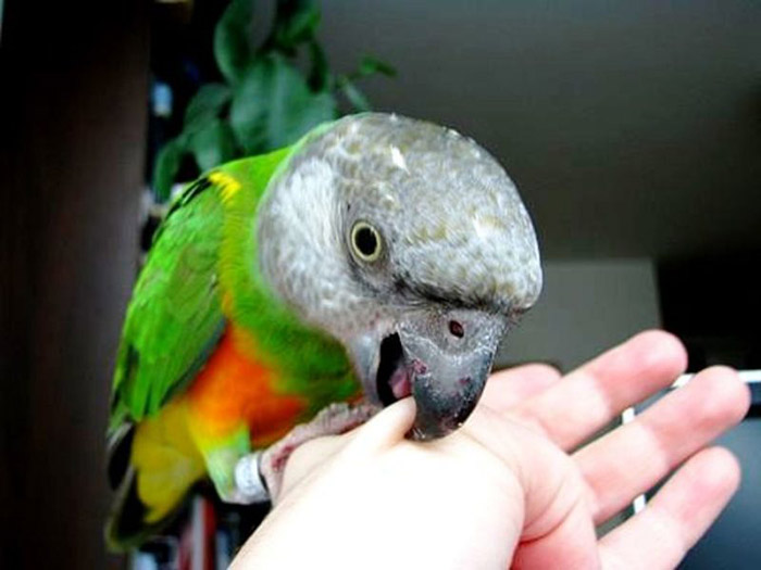 Can A Parrot Bite Your Finger Off-3
