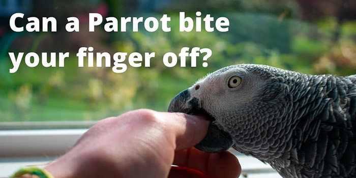 Can A Parrot Bite Your Finger Off