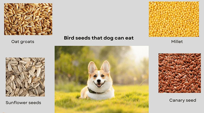 Can Bird Seed Kill A Dog-2