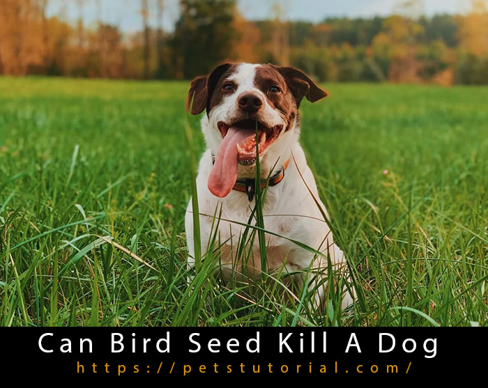 Can Bird Seed Kill A Dog-3