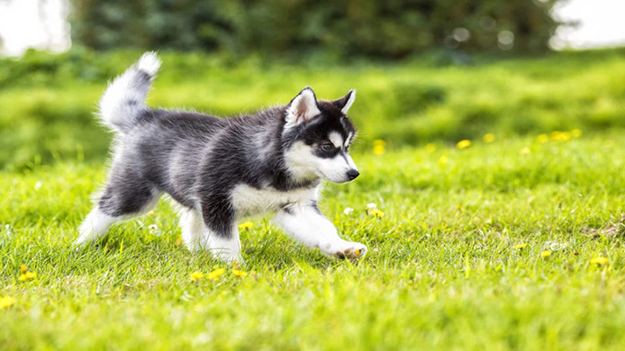 Can Bird Seed Kill A Dog