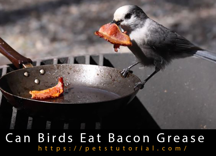 Can Birds Eat Bacon Grease-2