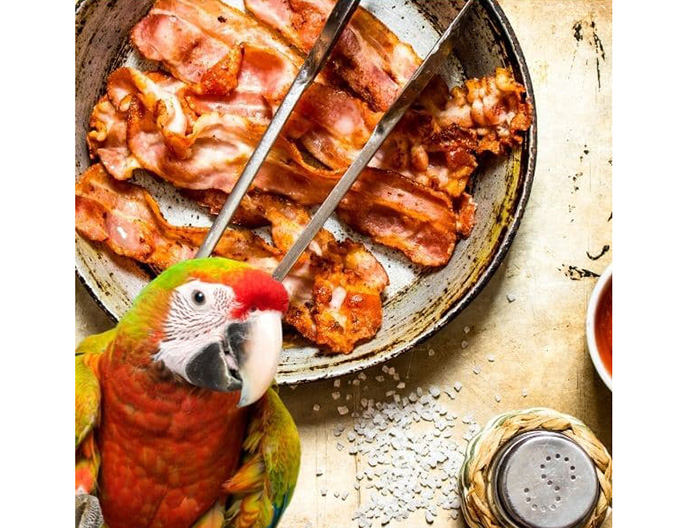 Can Birds Eat Bacon Grease