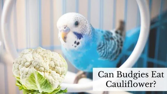 Can Birds Eat Cauliflower-2