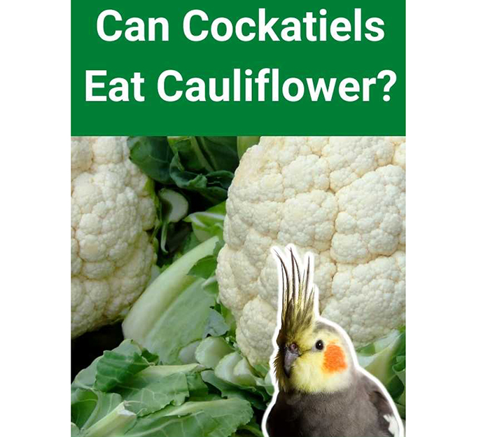 Can Birds Eat Cauliflower-3