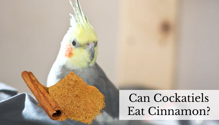 Can Birds Eat Cinnamon-2