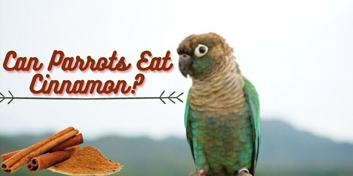 Can Parrots Eat Cinnamon