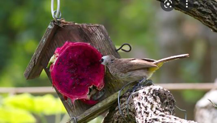 Can Birds Eat Dragon Fruit (1)