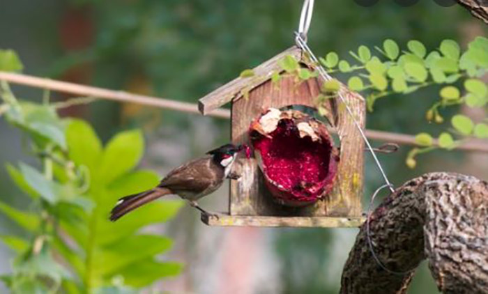 Can Birds Eat Dragon Fruit (2)