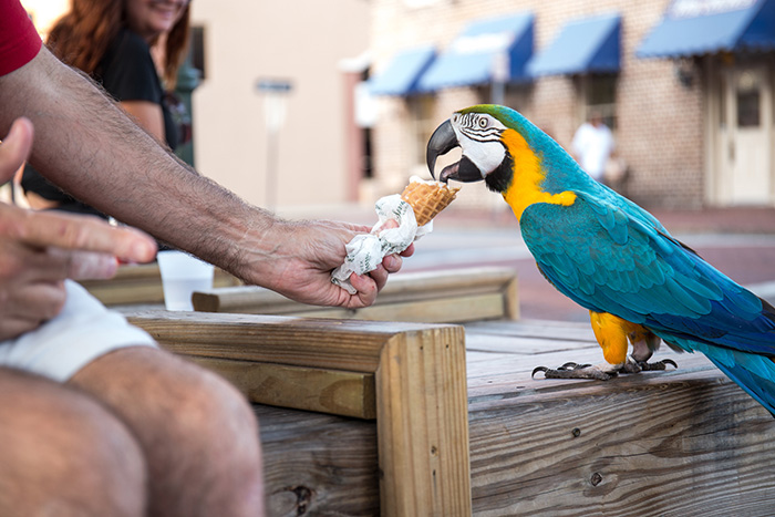 Can Birds Eat Ice Cream-2