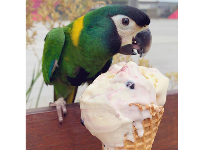 Can Birds Eat Ice Cream-3