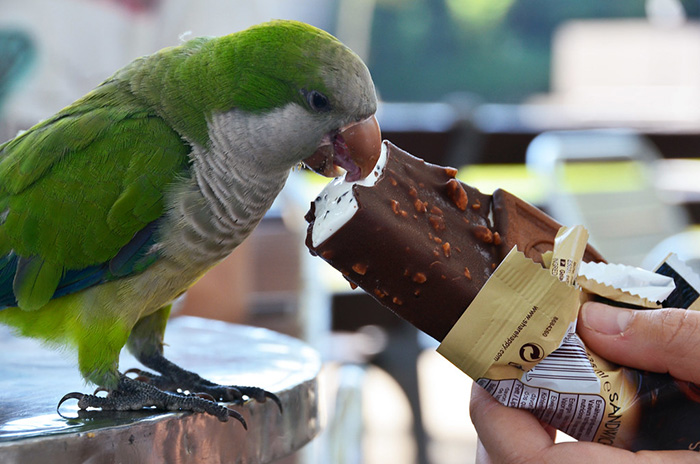 Can Birds Eat Ice Cream
