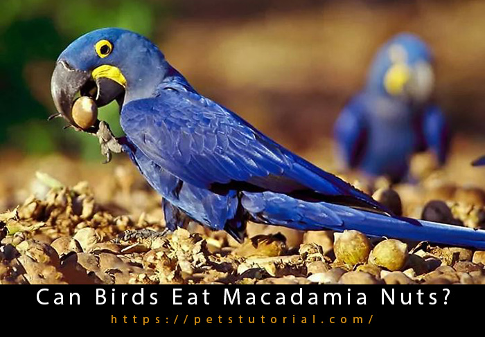 Can Birds Eat Macadamia Nuts-2