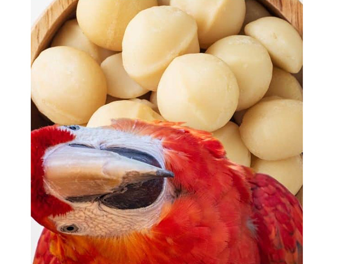 Can Birds Eat Macadamia Nuts-3