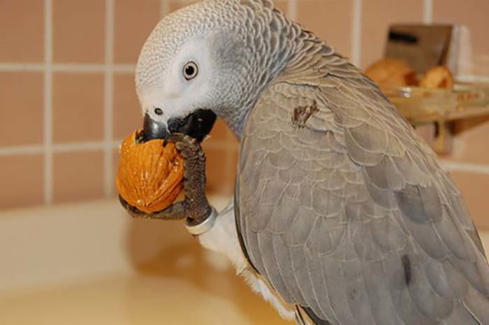 Can Birds Eat Macadamia Nuts