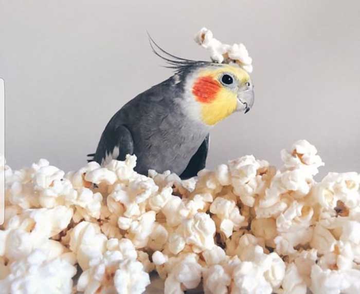 Can Birds Eat Popcorn Kernels-2