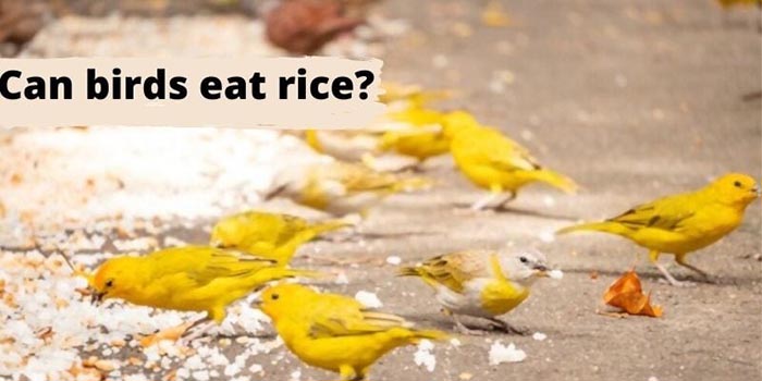 Can-Birds-Eat-Rice
