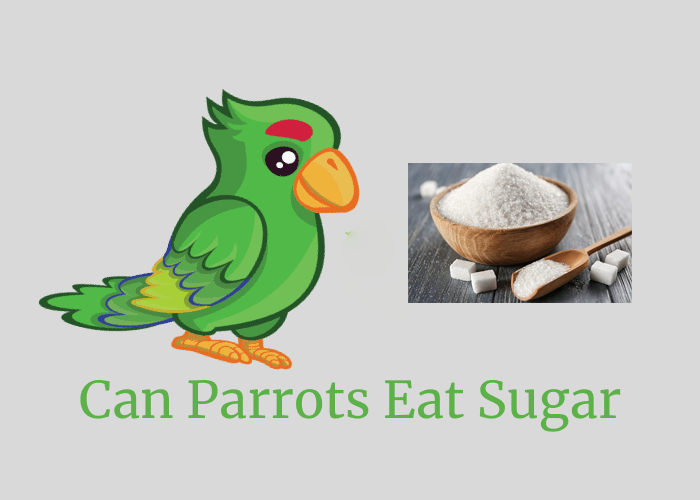 Can Birds Eat Sugar (1)