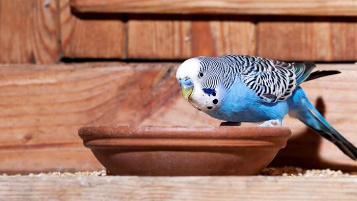 Can Budgies Eat Bread-2