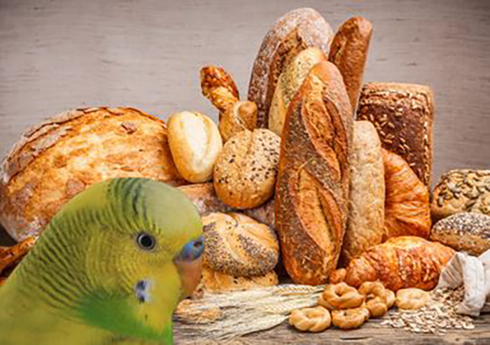 Can Budgies Eat Bread-3
