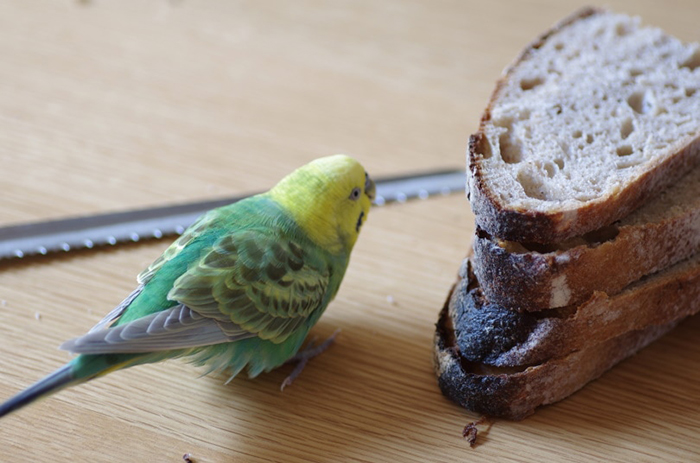 Can Budgies Eat Bread